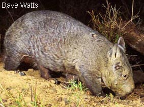 wombat20nh2watts.jpg